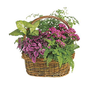 Mixed Pinky Planter local plants