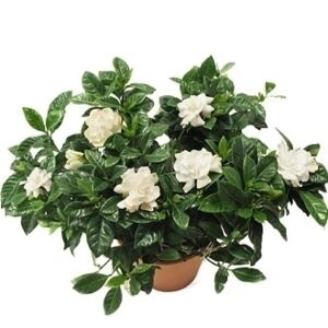 Gardenia Plant Fragrant Subject to Availability call the store to be sure.