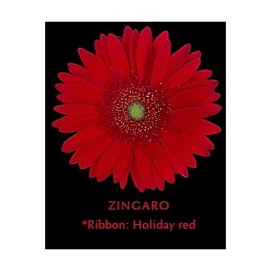 Gerbera Red Zingaro (20)