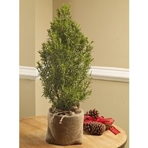 Rosemary Plant (herb)