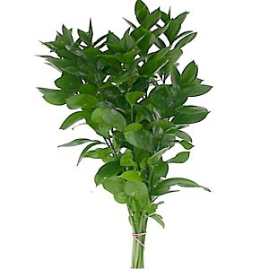 Israeli Ruscus