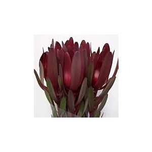 Leucodendron Dark "safari pride" Minimum 5 stems