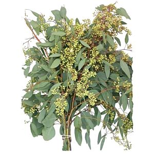Seeded Eucalyptus price per Grower Bunch