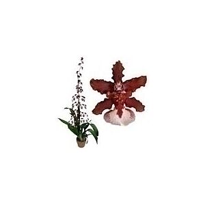 Chocolate Orchid