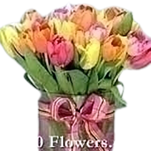 Sorbet Tulips 40 stems