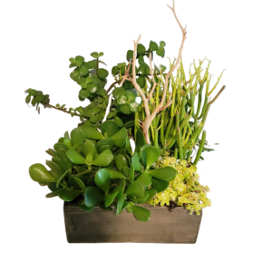 Succulent Planter Denver Colorado Delivery