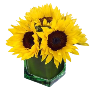 Locally Grown Sunflower Cube