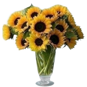 Sunflower Arrangement LOCAL in recycled vase