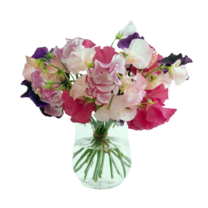 Imported Japanese Sweet Pea Arrangement FRAGRANT