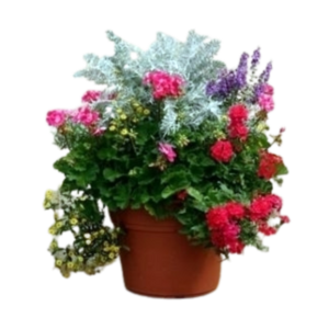 Patio Pots very few 10 " " LOCAL !!! 24 hours notice