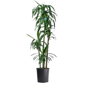 Dracaena lisa cane