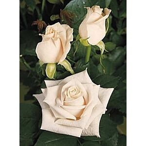 Rose White Vendela minimum 25 stems