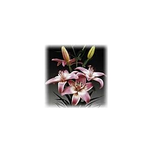 Lilly Asiatic Pink white center Minimum 5 stems LOCAL SUPER!