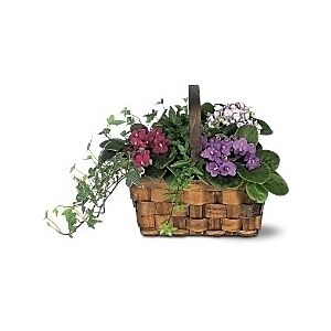 African Violet Basket