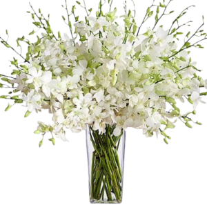 White Orchid Dendrobium arrangement