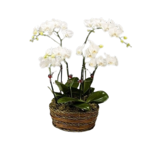 Phalaenopsis Basket, medium plants