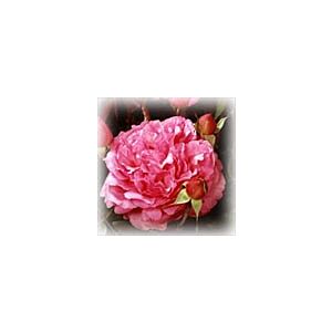Garden rose Yves Paget " David Austin Type " minimum 5 stems