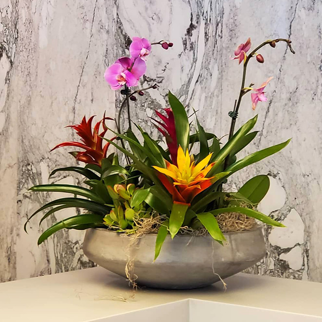 Corporate orchid and bromeliad plant display for a Denver office