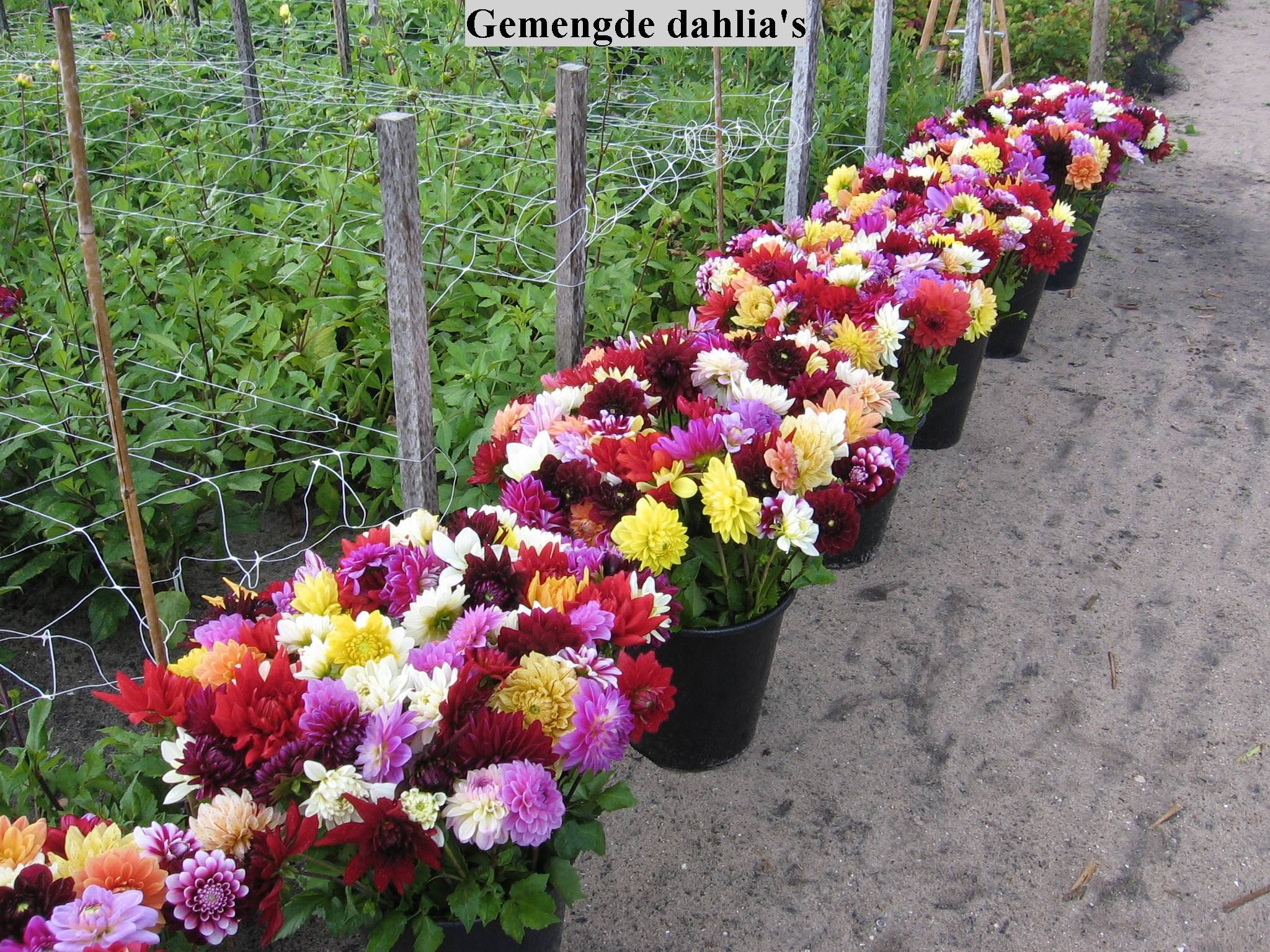 Buckets of freshly harvested mixed dahlias beside the growing fields in Hillegom, Holland