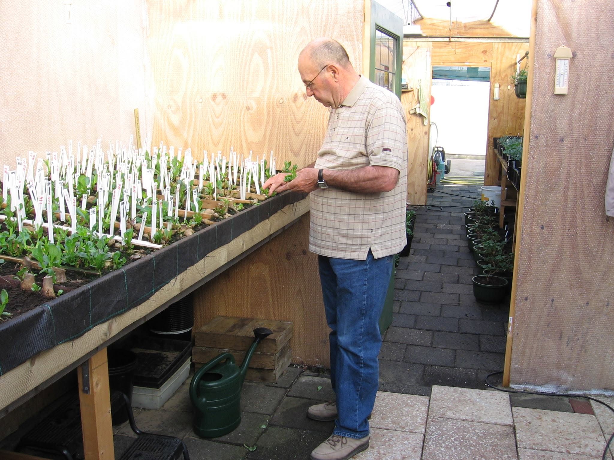 Nicolaas Kops propagating and labeling young dahlia plants in the family nursery in Hillegom