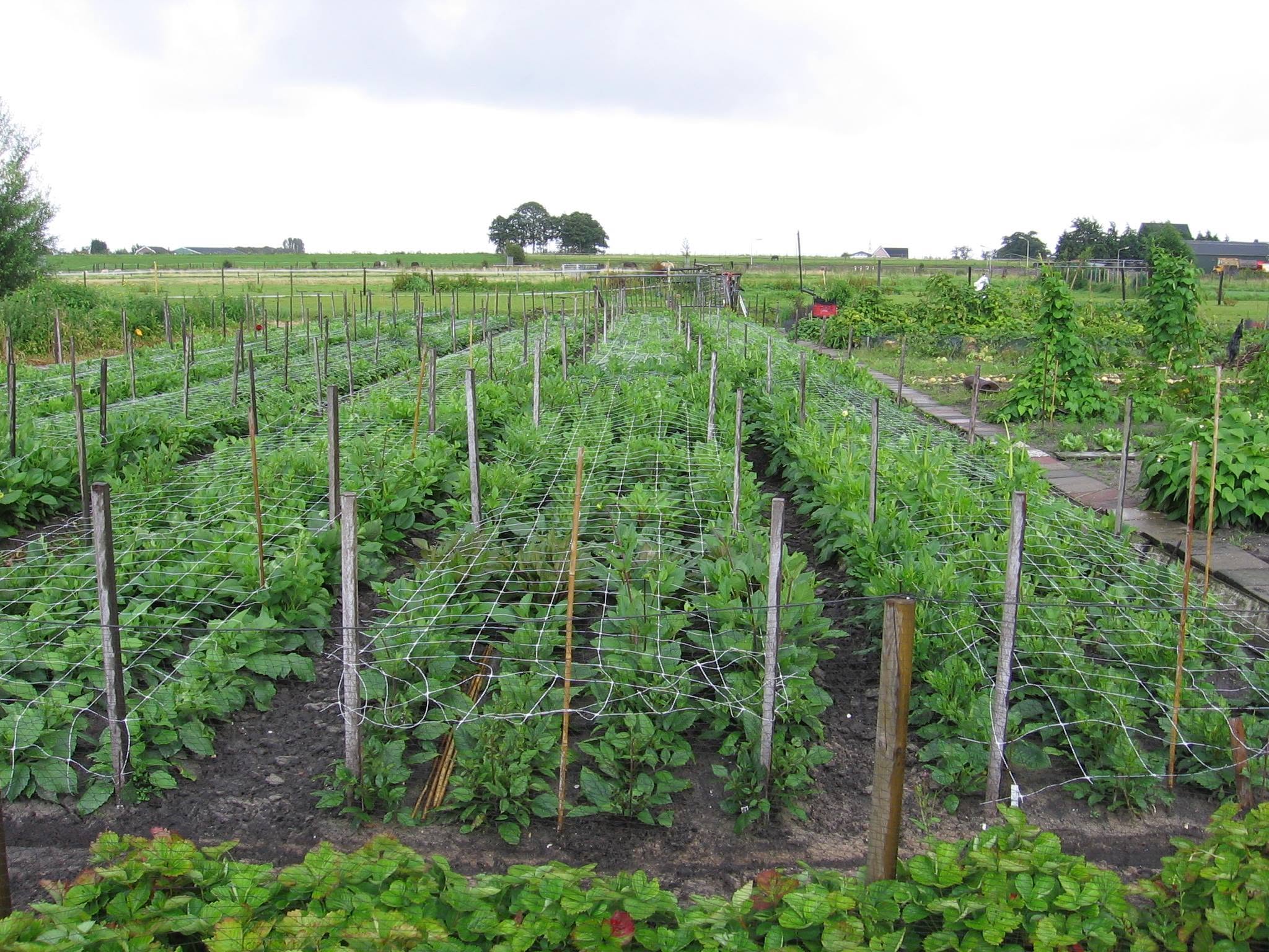Nicolaas Kops' dahlia field after his retirement and the sale of the family nursery